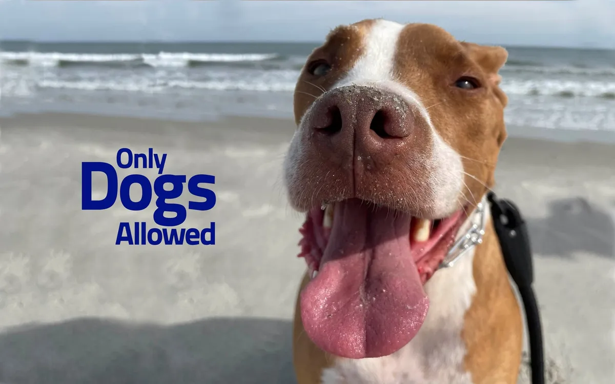 A joyful outdoor scene featuring a happy dog in the foreground, with the ocean in the background and a welcoming sign. The image captures the playful, pet-friendly atmosphere of the beachside setting, where four-legged family members can join in the fun.